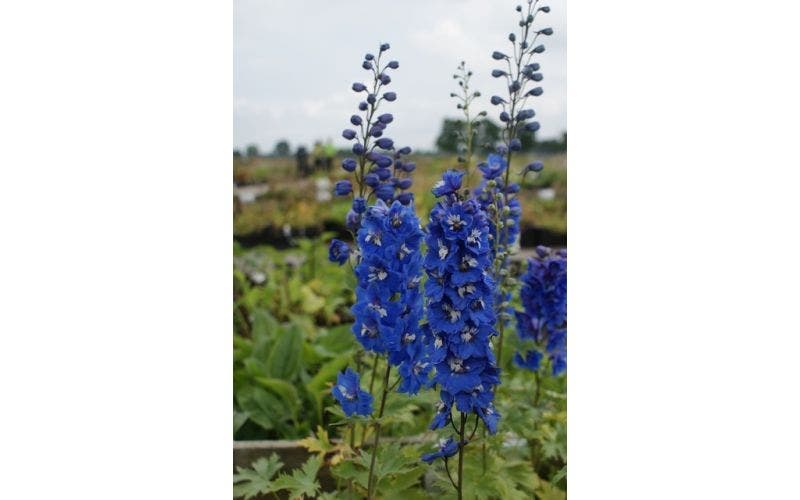 Ridderspoor (Delphinium)
