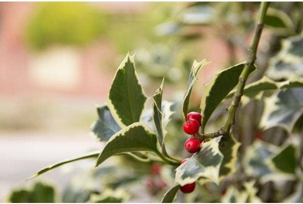 Tuinkalender december