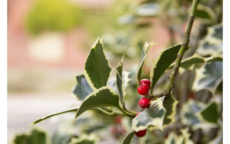 Tuinkalender december