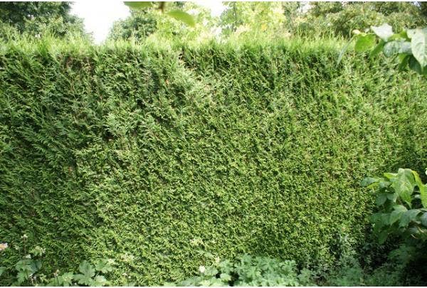 kale plekken in de haag