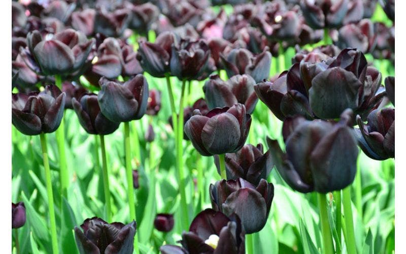 Zwarte tulp