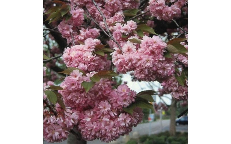 Bloeiende bomen