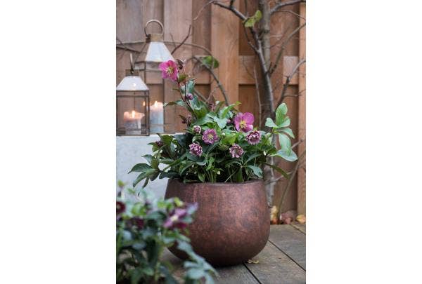 Tuinideeën voor de winter