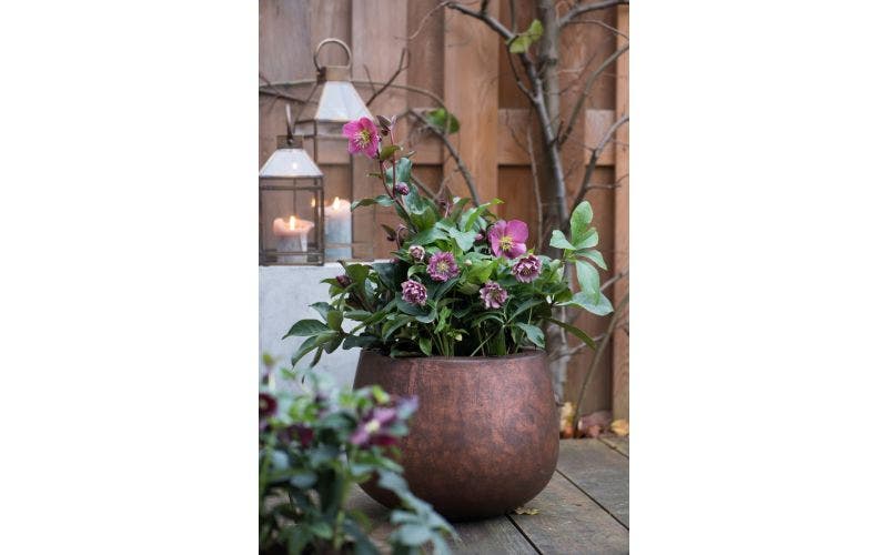 Tuinideeën voor de winter