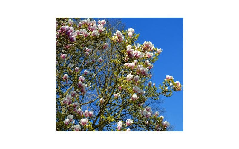 Magnolia snoeien