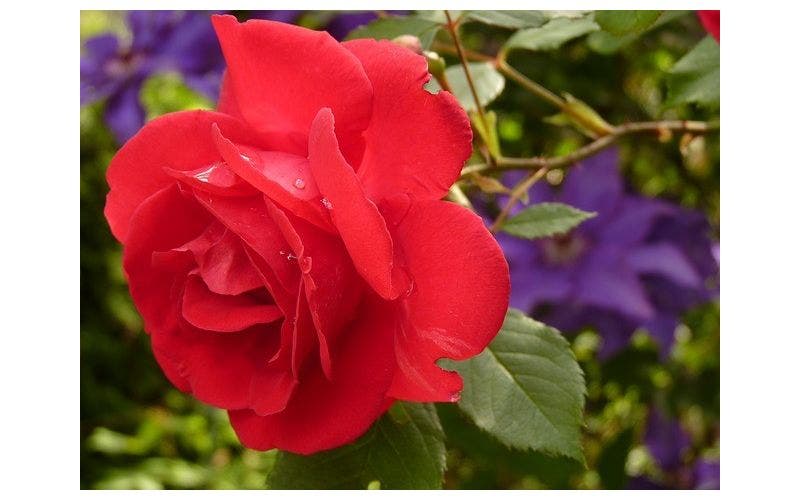 Rode rozen