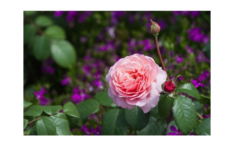 Rozen in de tuin