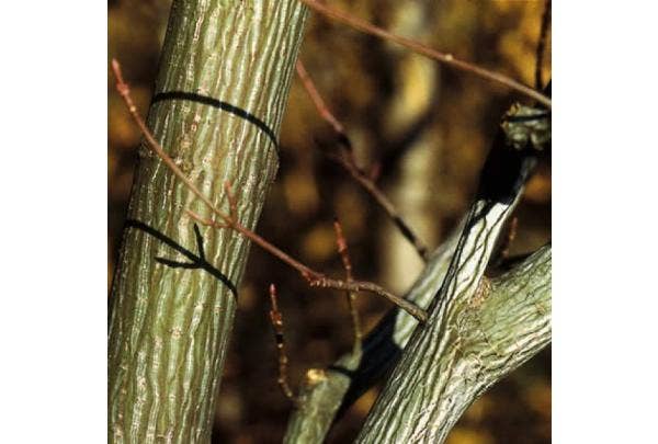 Siertakken in de winter