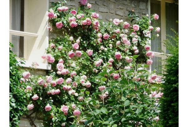 Klimroos Snoeien | Directplant