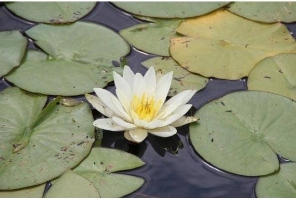 Waterlelie (Nymphaea)