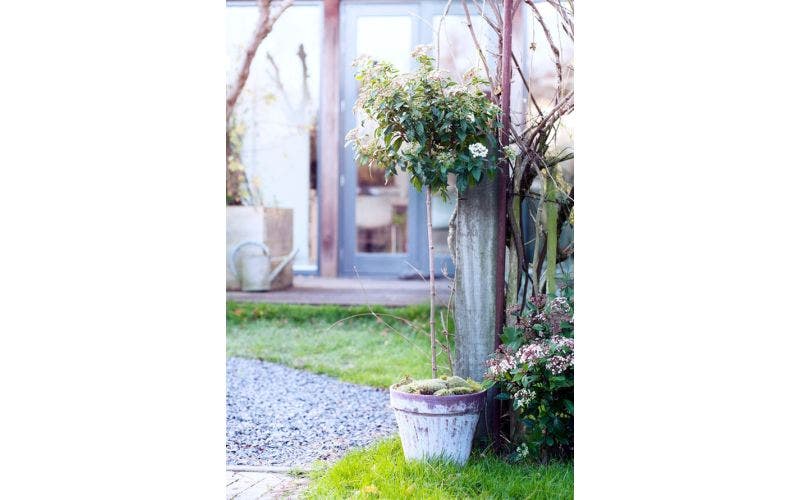 Planten op stam