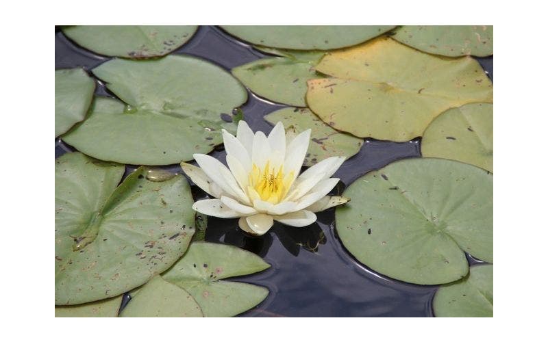 Waterlelie (Nymphaea)