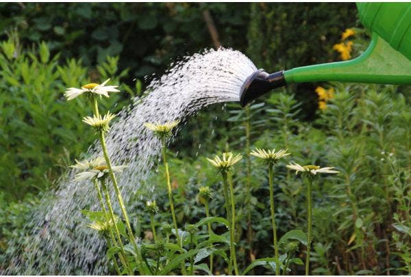 Nieuwe planten verzorgen