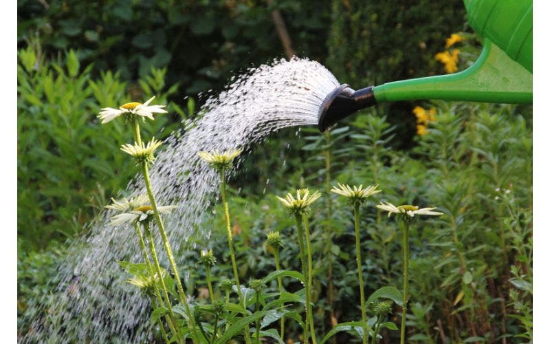 Nieuwe planten verzorgen