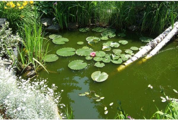 tuinvijver