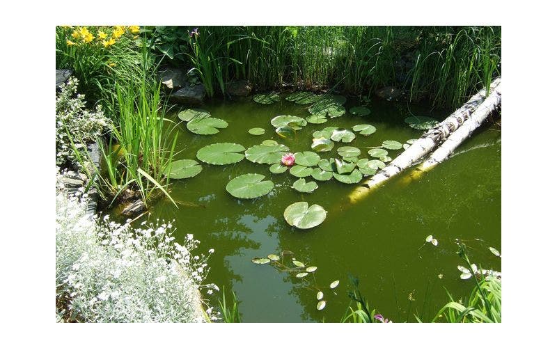 tuinvijver
