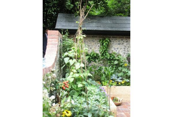 Klimplanten opbinden