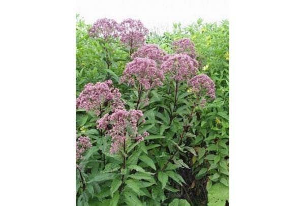 leverkruid eupatorium
