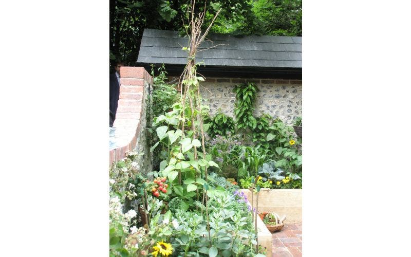 Klimplanten opbinden