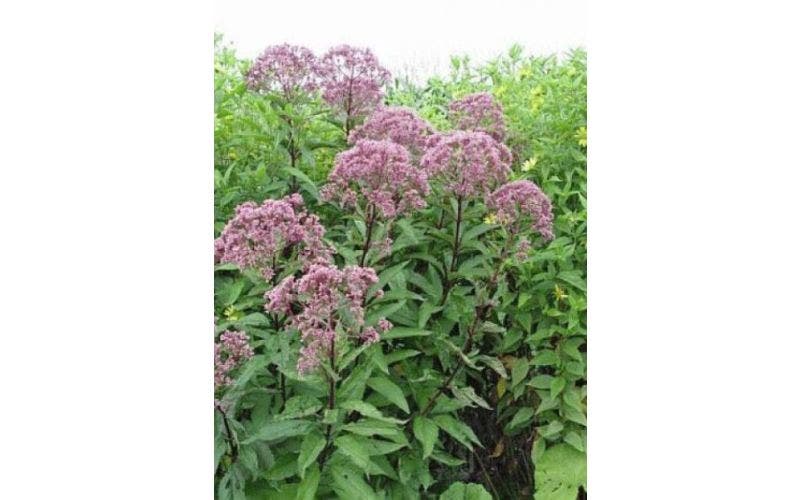 leverkruid eupatorium