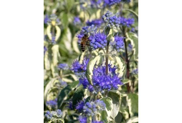 Caryopteris (baardbloem)
