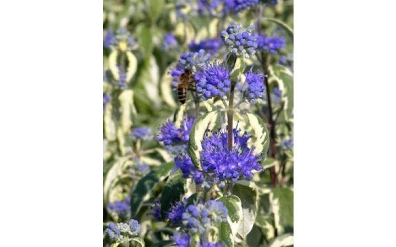 Caryopteris (baardbloem)