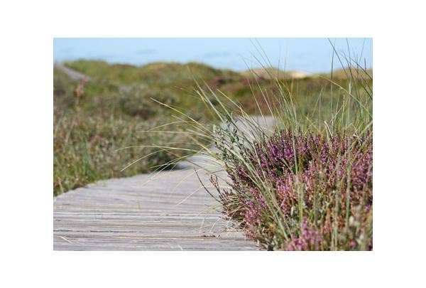 planten aan de kust