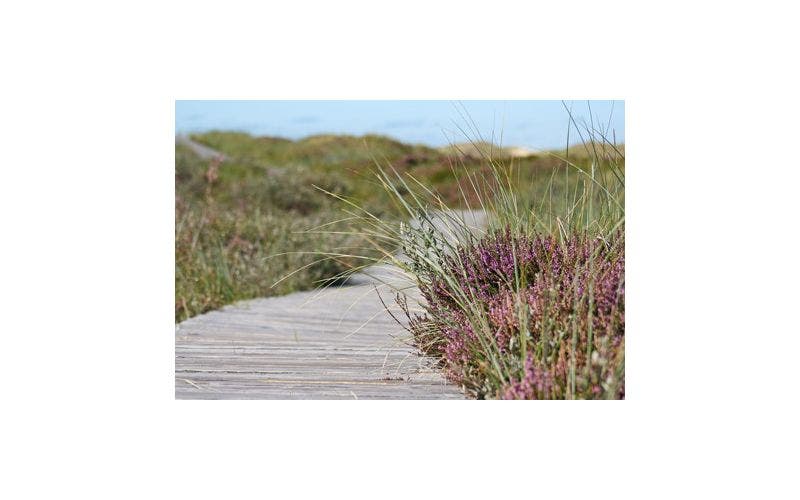 planten aan de kust