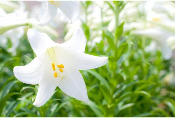 Witte lelie (Lilium)