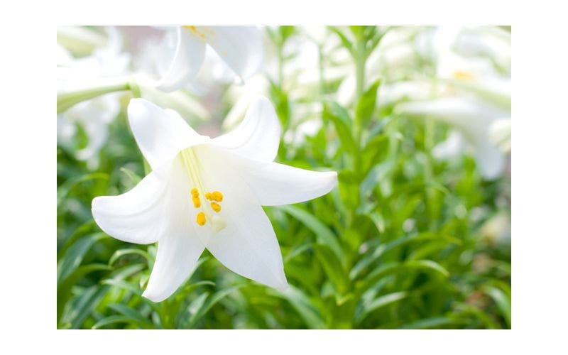 Witte lelie (Lilium)