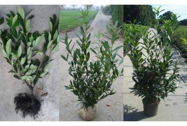 Wortelgoed, kluit of in pot