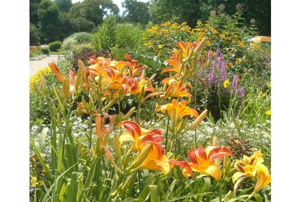Hemerocallis - daglelie