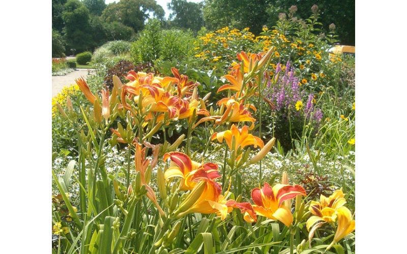 Hemerocallis - daglelie
