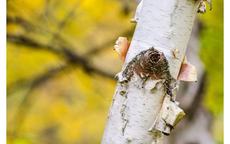 Berk (Betula) - bijzonder om zijn bast