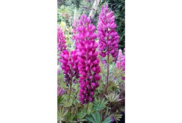 Lupine