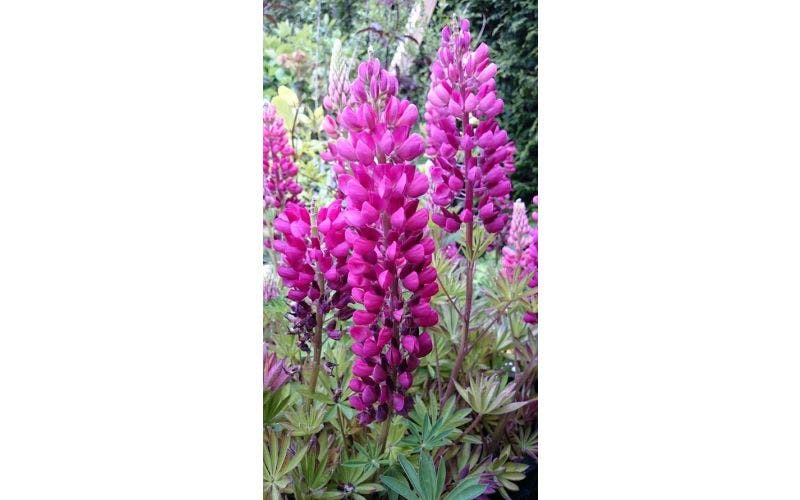 Lupine
