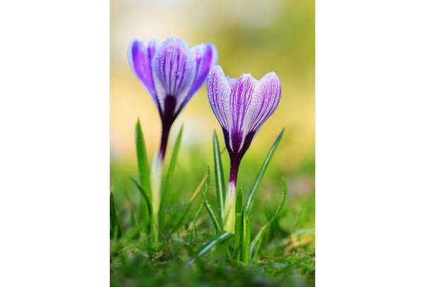 Krokus planten