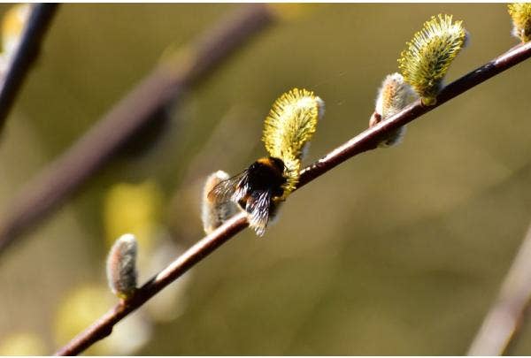 Wilgenkatjes (Salix)
