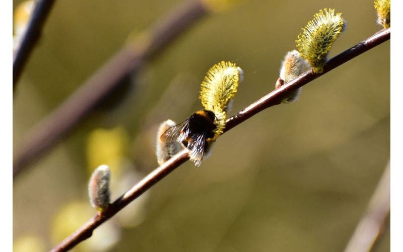 Wilgenkatjes (Salix)
