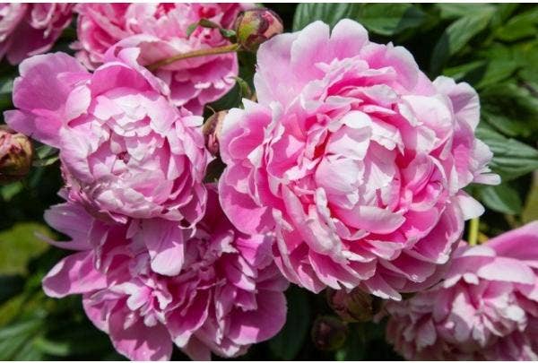 Pioenroos (Paeonia)