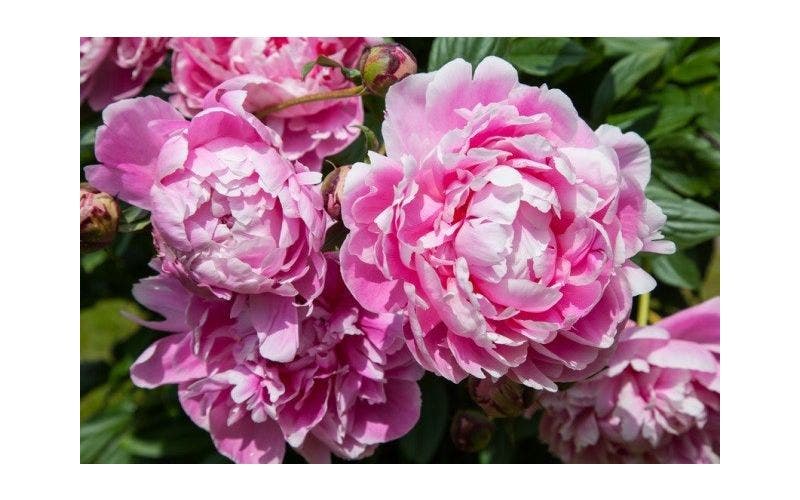 Pioenroos (Paeonia)