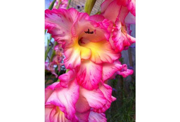 Gladiolen planten
