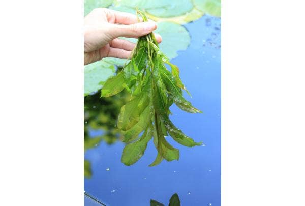Zuurstofplanten voor helder vijverwater
