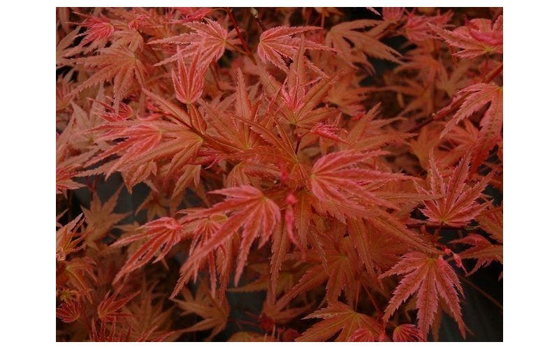 Esdoorn (Acer)