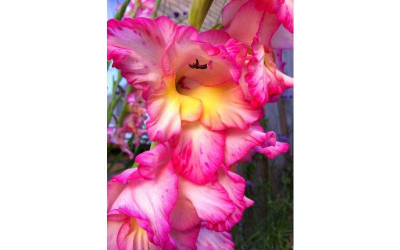 Gladiolen planten