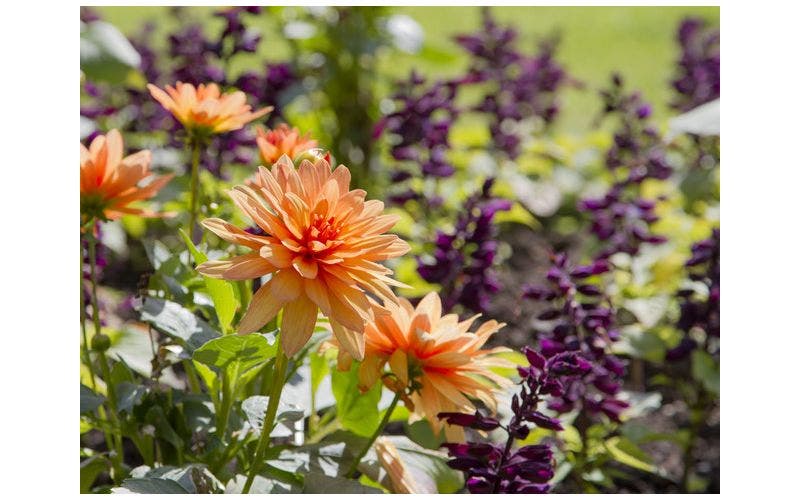 Dahlia poten of planten