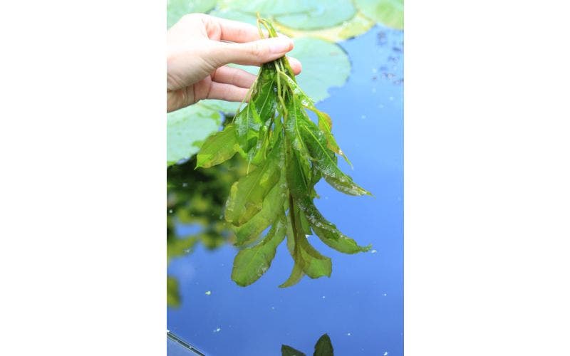 Zuurstofplanten voor helder vijverwater