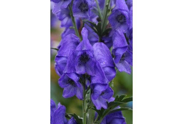 Blauwe monnikskap (Aconitum)