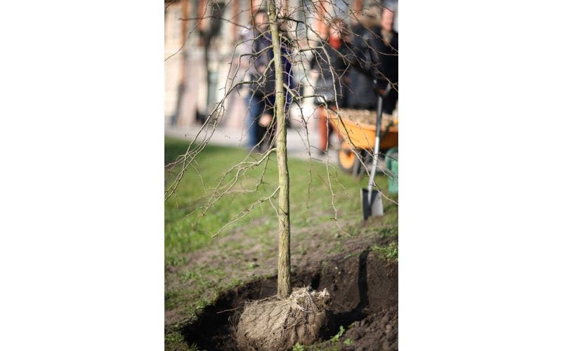 Boom planten