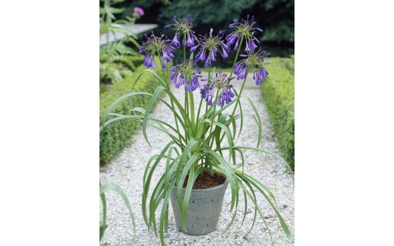 Afrikaanse lelie (Agapanthus)